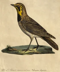 Lerche mit schwarzem Kragen (Farbstich)